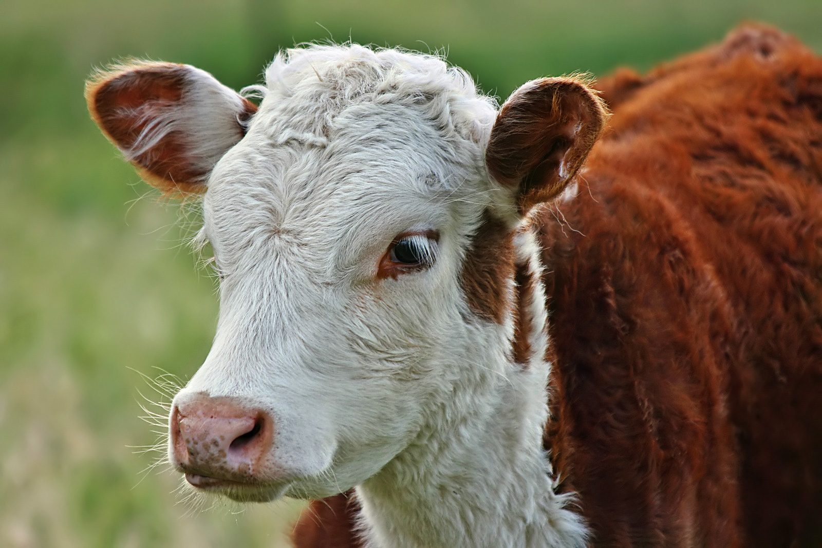 Hereford — Коровы