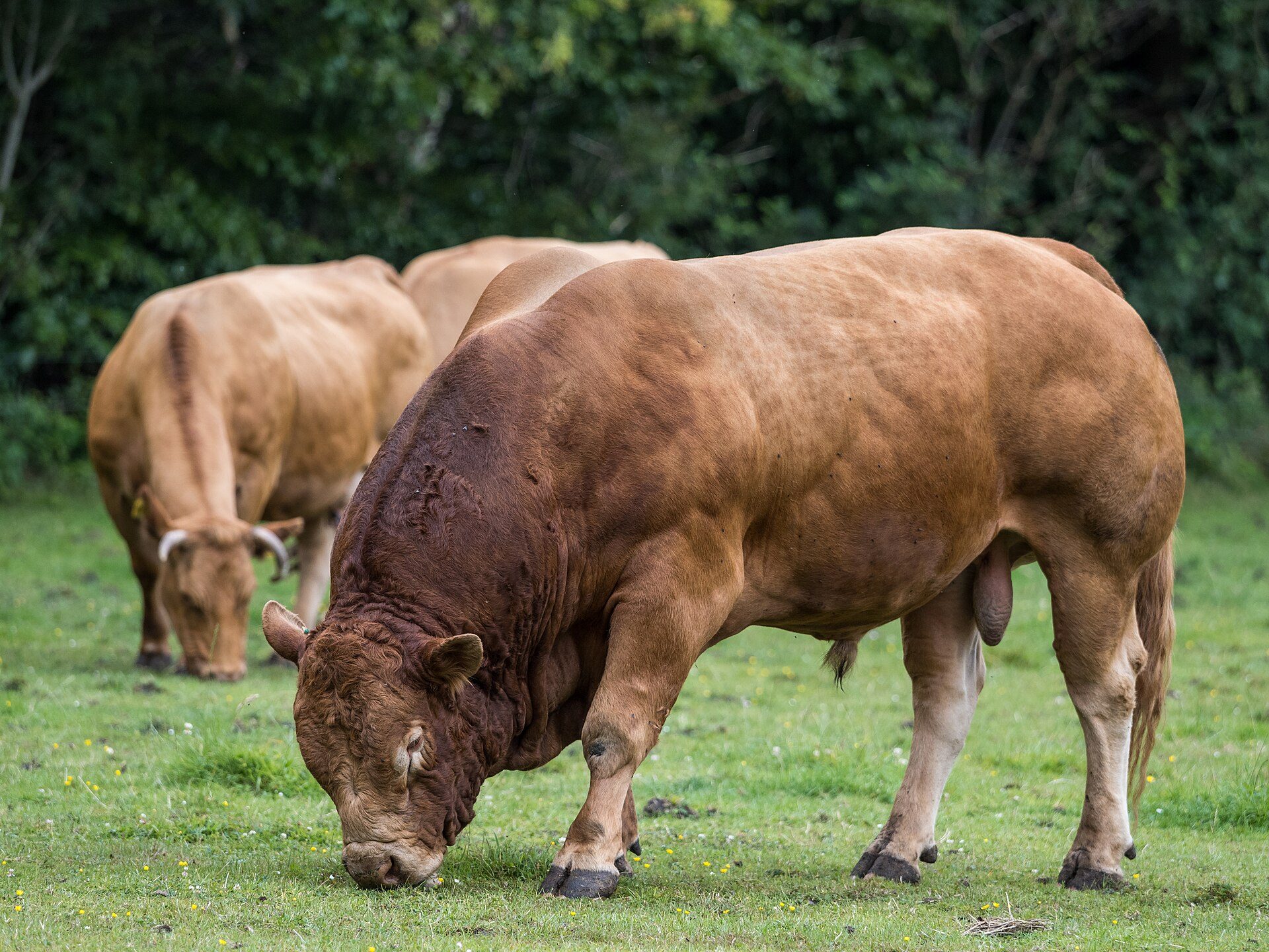 Limousin