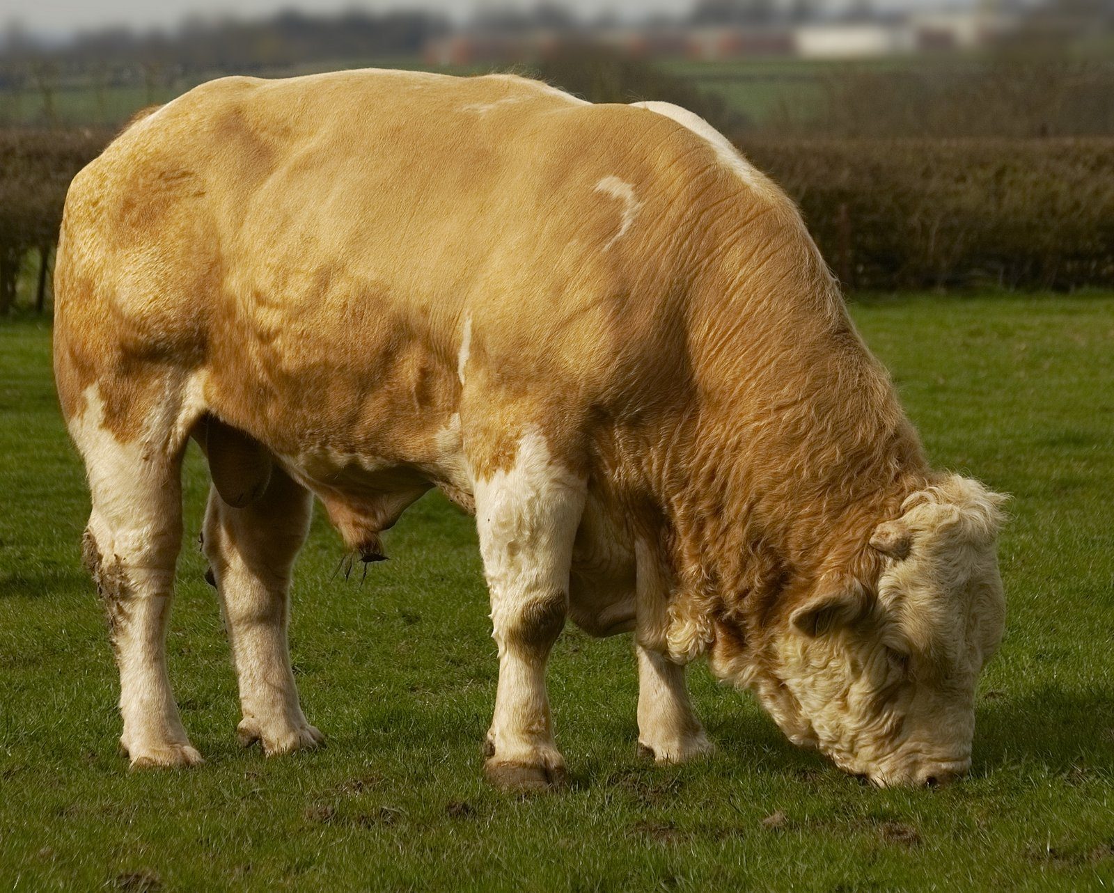 Simmental